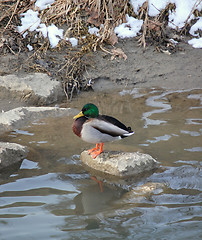 Image showing one wild duck