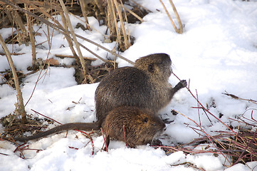 Image showing nutria cubs