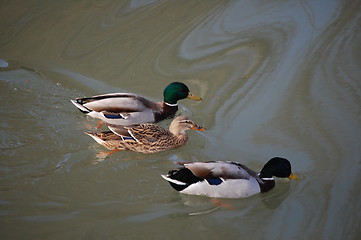 Image showing three wild ducks