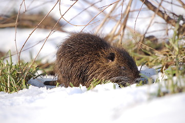 Image showing nutria cub,1