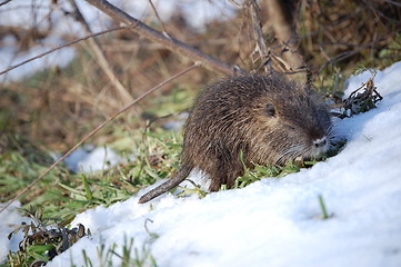 Image showing nutria cub,3