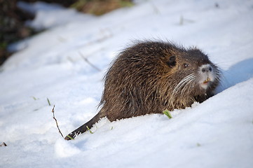 Image showing nutria cub 2