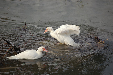 Image showing two white wild ducks