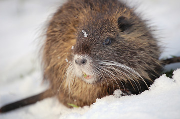 Image showing nutria cub,4