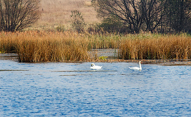 Image showing Autumn landscape: lake, reeds and floating swans.