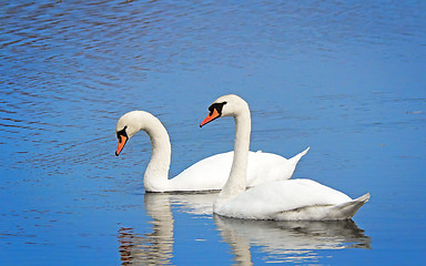 Image showing Two white swans on the lake surface.