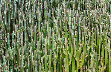 Image showing Cacti, growing by a solid wall.