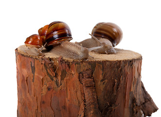 Image showing Snails family on pine-tree stump