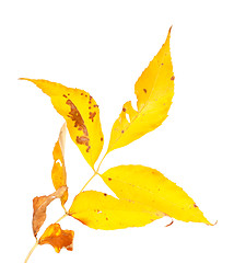 Image showing Yellow autumn leaf