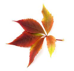Image showing Autumn grapes leaf 