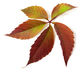 Image showing Autumn grapes leaf