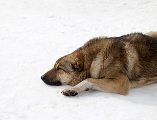 Image showing Dog sleeping on snow