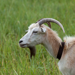 Image showing Green meadow and portrait of goat