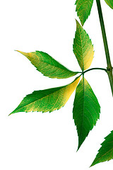 Image showing Grapes leaves (Parthenocissus quinquefolia foliage)
