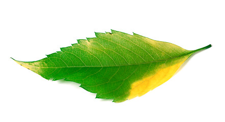 Image showing Multicolor leaf on white background