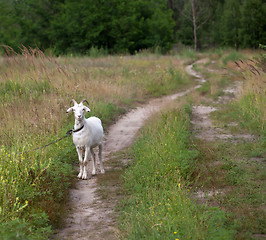 Image showing Goat on meadow