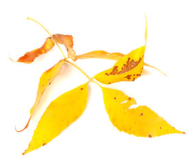 Image showing Dried yellow autumn leaf