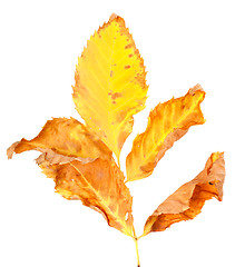 Image showing Dry yellowed autumn leaf