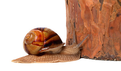 Image showing Snail and pine tree. Isolated on white background