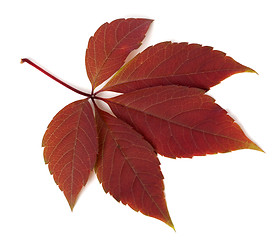 Image showing Red autumn virginia creeper leaf on white background