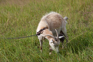 Image showing Goat grazing on meadow 