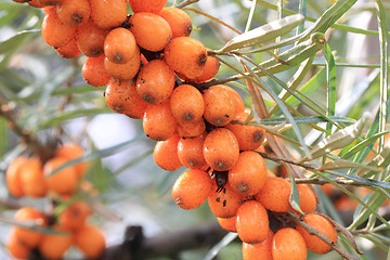 Image showing sea buckthorn fruits 