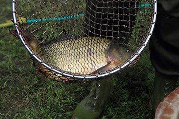 Image showing haul of carp fishes 