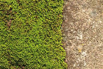 Image showing moss texture 