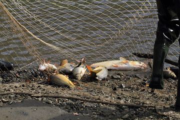 Image showing haul of carp fishes 