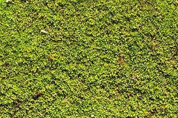 Image showing moss texture 