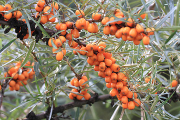 Image showing sea buckthorn fruits 