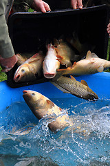 Image showing haul of carp fishes 