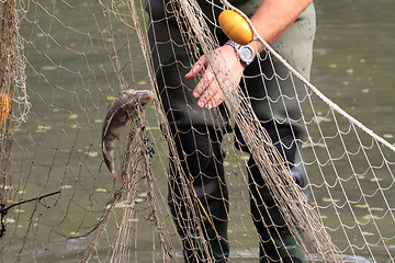 Image showing haul of carp fishes 