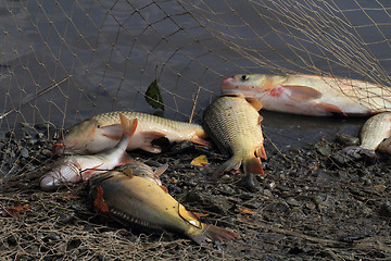 Image showing haul of carp fishes 