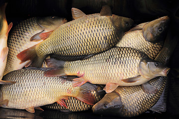 Image showing haul of carp fishes 