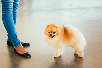 Image showing Pomeranian Puppy Spitz Dog On Floor