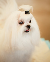 Image showing Cute Shih Tzu White Toy Dog