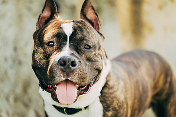 Image showing American Staffordshire Terrier Outdoor