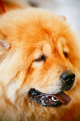 Image showing Brown Chines chow chow dog 