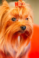 Image showing Close Up Cute Yorkshire Terrier Dog