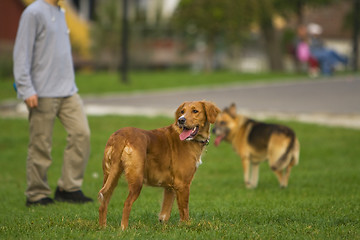 Image showing Dog training