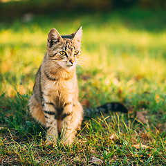 Image showing Cute Tabby Gray Cat Kitten Pussycat