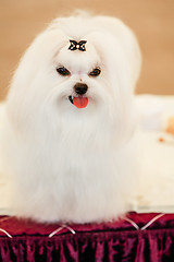 Image showing Cute Shih Tzu White Toy Dog