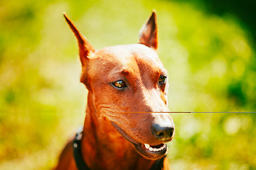 Image showing Close Up Brown Dog Miniature Pinscher Head