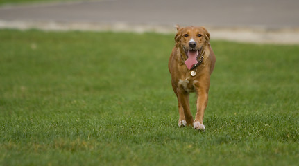 Image showing Retriever running