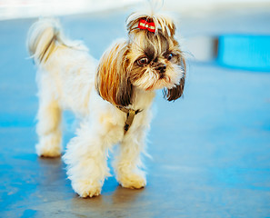 Image showing Cute Shih Tzu White Toy Dog