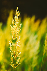 Image showing Dry Red Grass Field Meadow