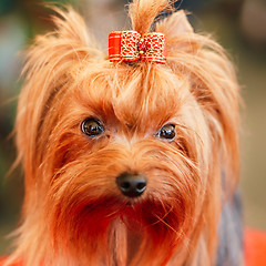 Image showing Close Up Cute Yorkshire Terrier Dog