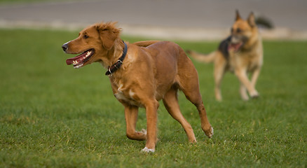 Image showing Dogs running