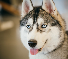 Image showing Gray Adult Siberian Husky Dog (Sibirsky husky) 